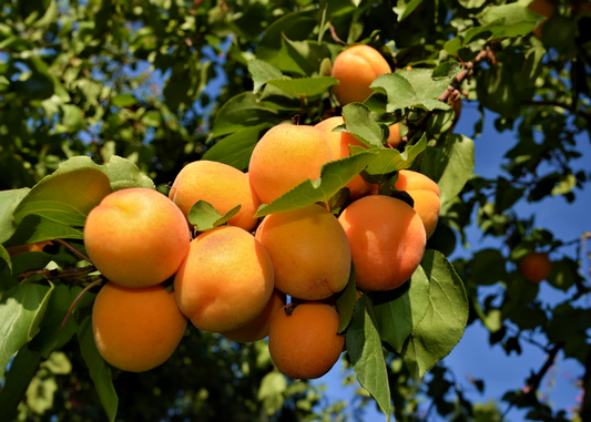 July at the Orchard: Certified Organic Apricots and New Offerings!