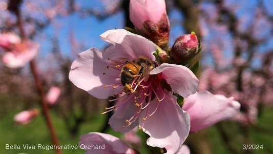 Blossom Calandar