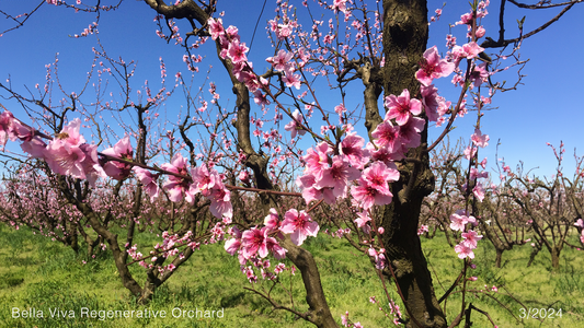 Sunshine, Bees, Blossoms and Trees: Time for Certified Organic Cherries!