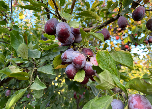 October Delights: Certified Organic Prunes