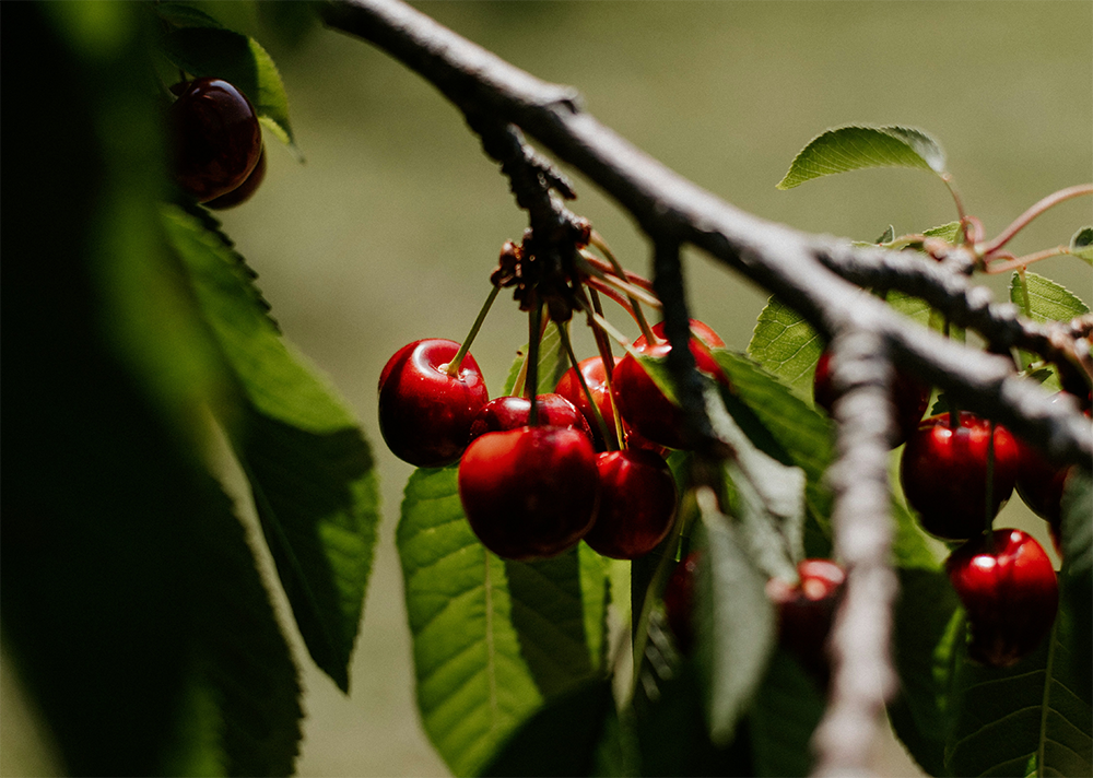 Jubilant June: Certified Organic Cherries