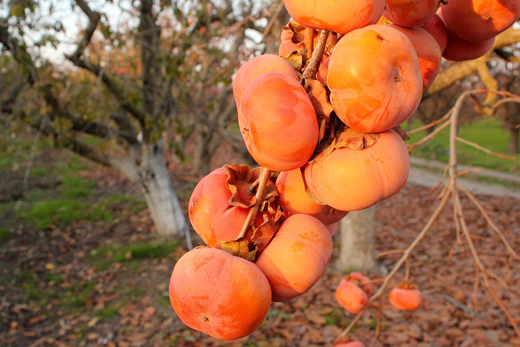 November’s Cornucopia: Persimmons, Raisins, Tomatoes and Reflections of Gratitude